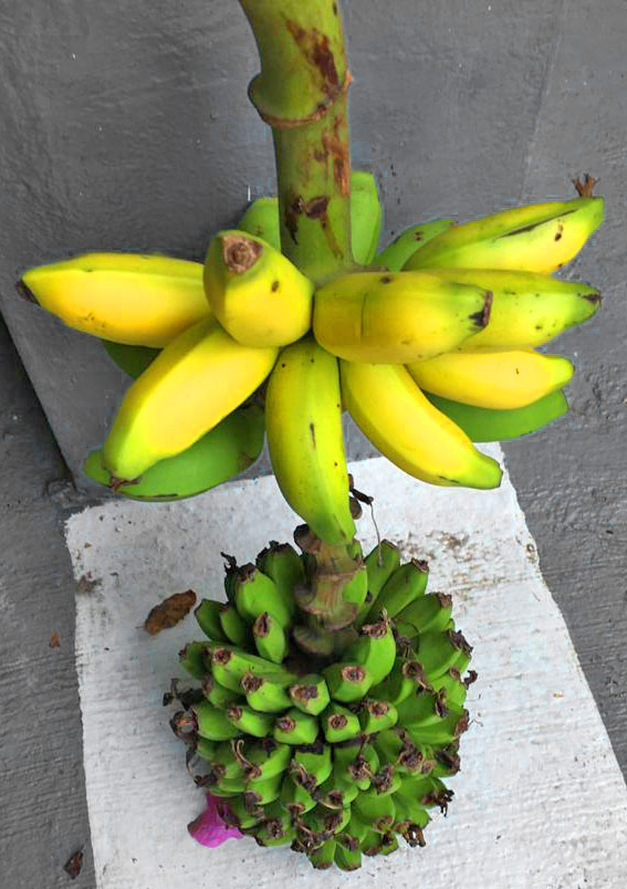 Home grown banana only at Palm View